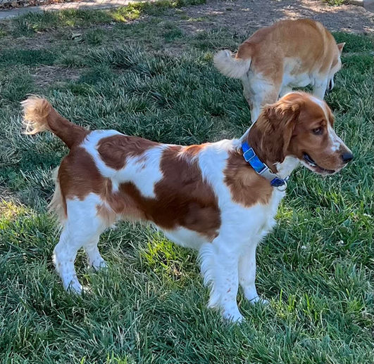 7.15.22 Statesman's Some Kind of Wonderful 7 mos.jpg