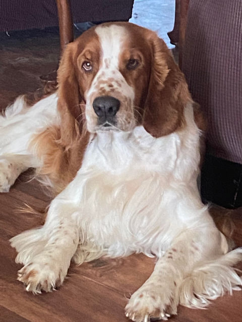 7.26.22 Darwin resting.jpg