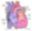 Congestive Heart Failure Doctor Heart and Vascular Consultants in Detroit and Livonia Michigan
