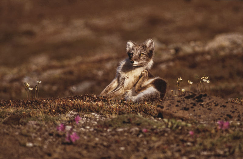 Renard polaire