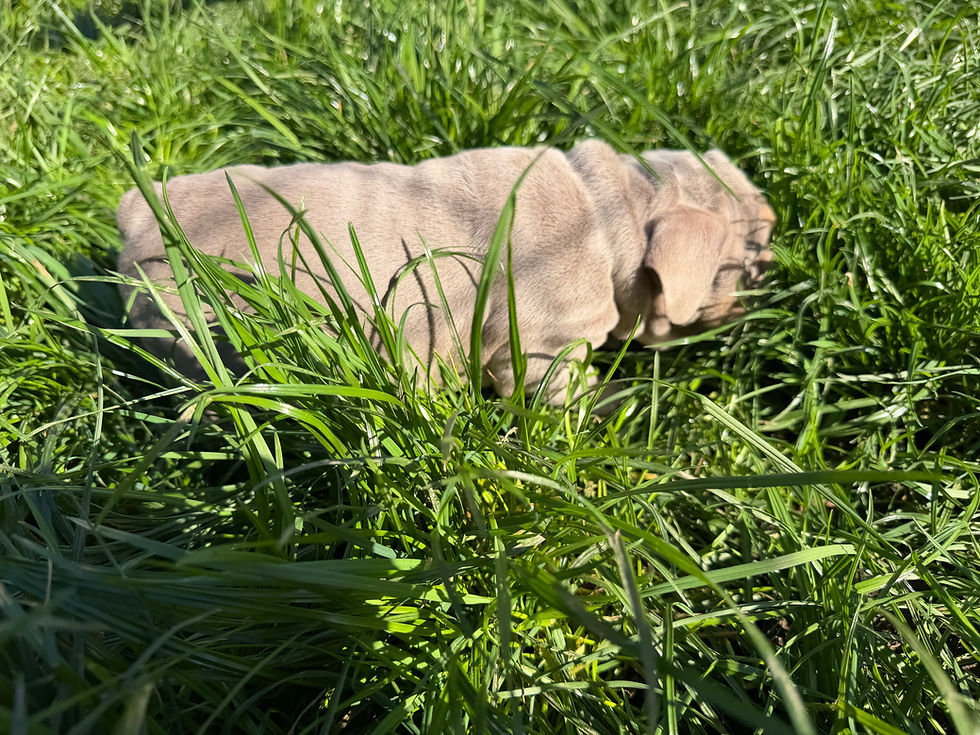 Thumbnail: Ruby (girl )