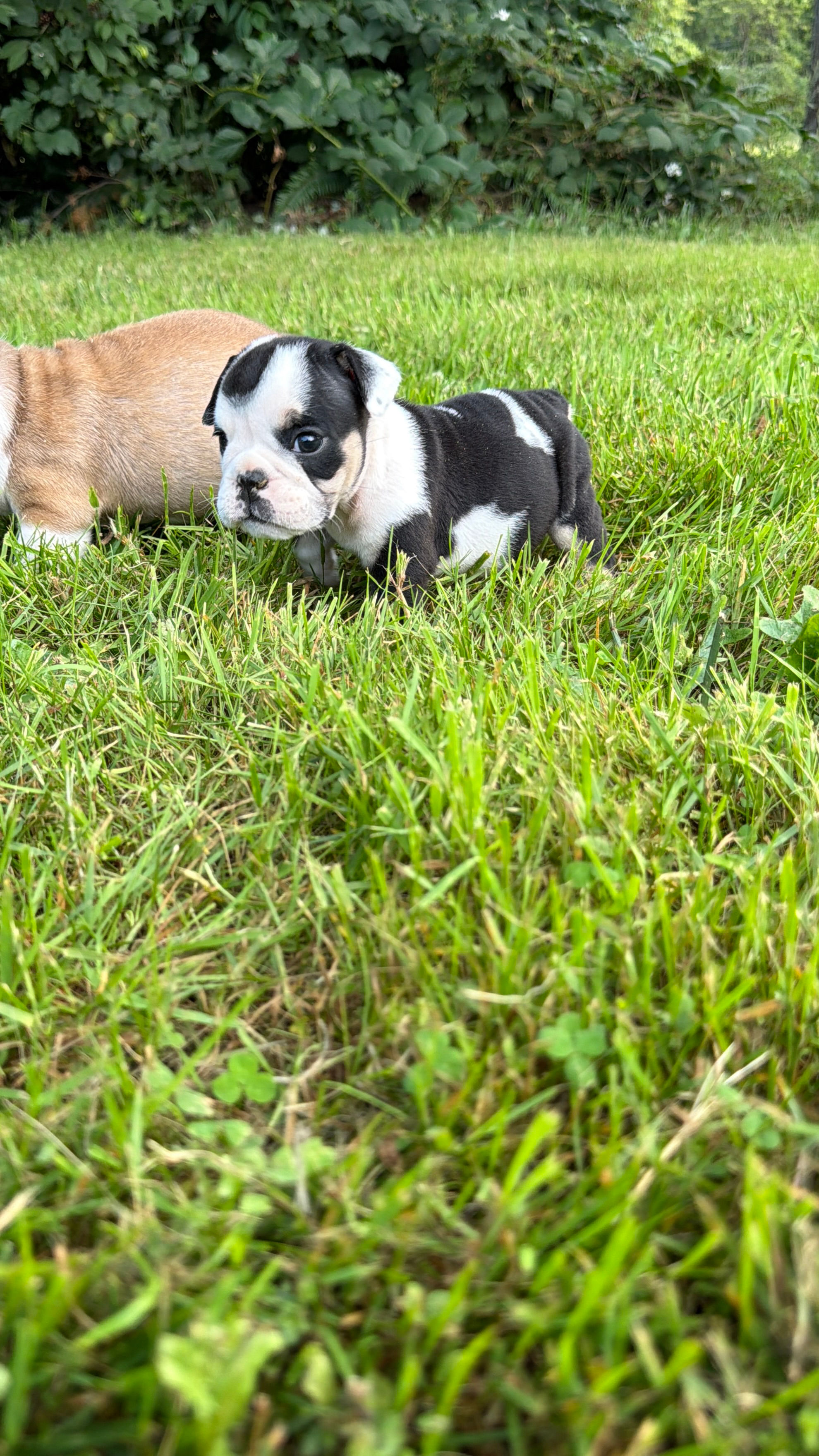 Little Tina champion bloodline