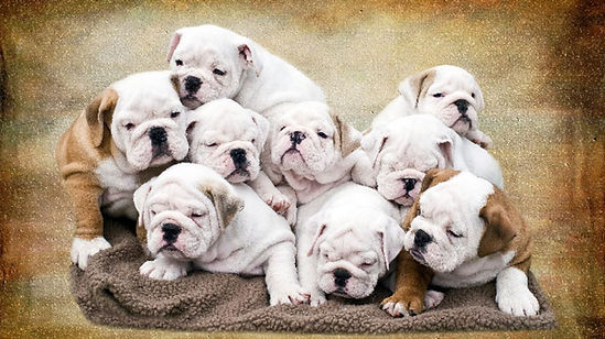 english-bulldog-1-1280x720-1.jpg