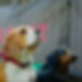 Squinty Pixels Photography of Dogs sitting nicely at Yappie Dayz