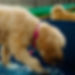 Squinty Pixels Photography of a dog splashing in the Yappie Dayz paddle pool