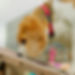 A dog on the Yappie Dayz see-saw