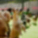 Squinty Pixels Photography of lots of dogs at Yappie Dayz
