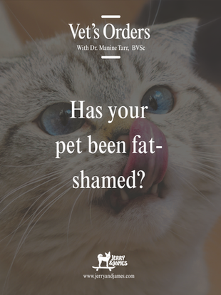 Vet's Orders: Has your pet been fat-shamed?
