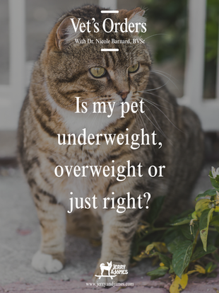 Vet's Orders: Weight Management - How To Tell If Your Pet Is Overweight