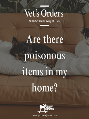 Vet's Orders: Everyday Household Hazards