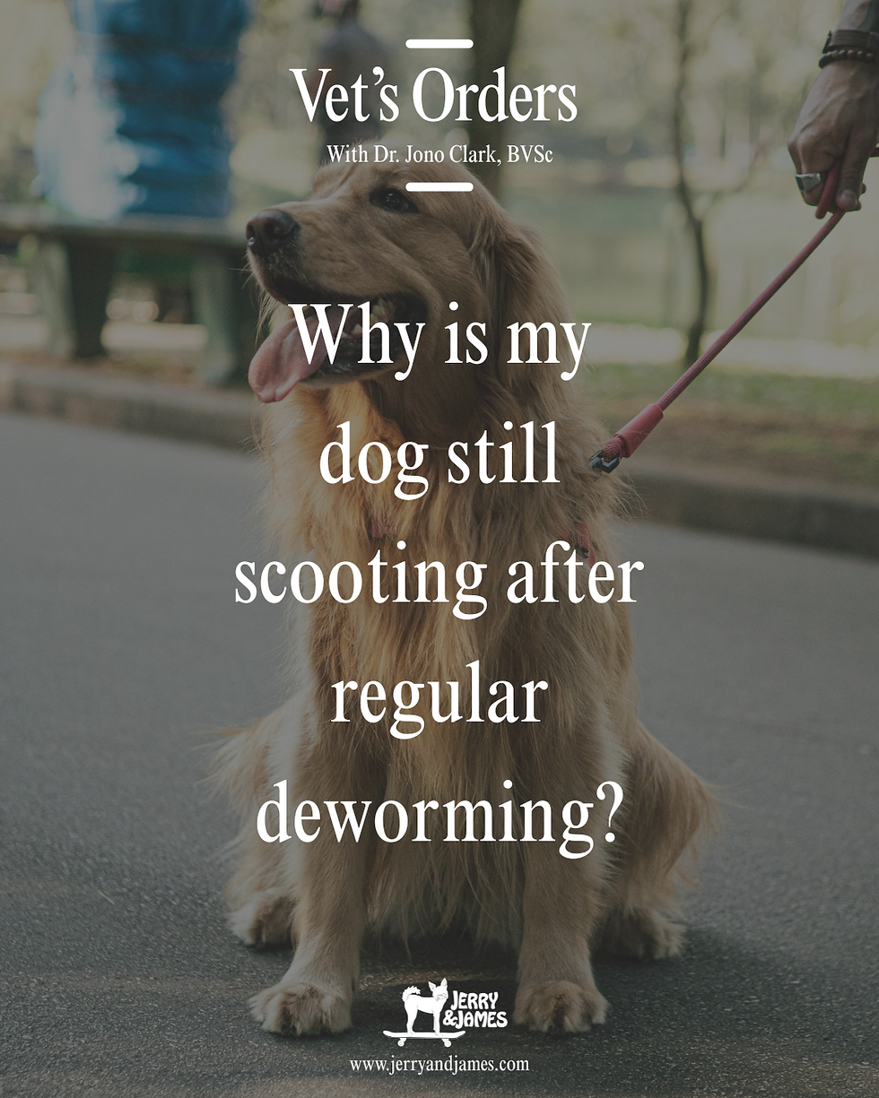 Vet's Orders: Different Conditions That May Cause Scooting In Your Pet