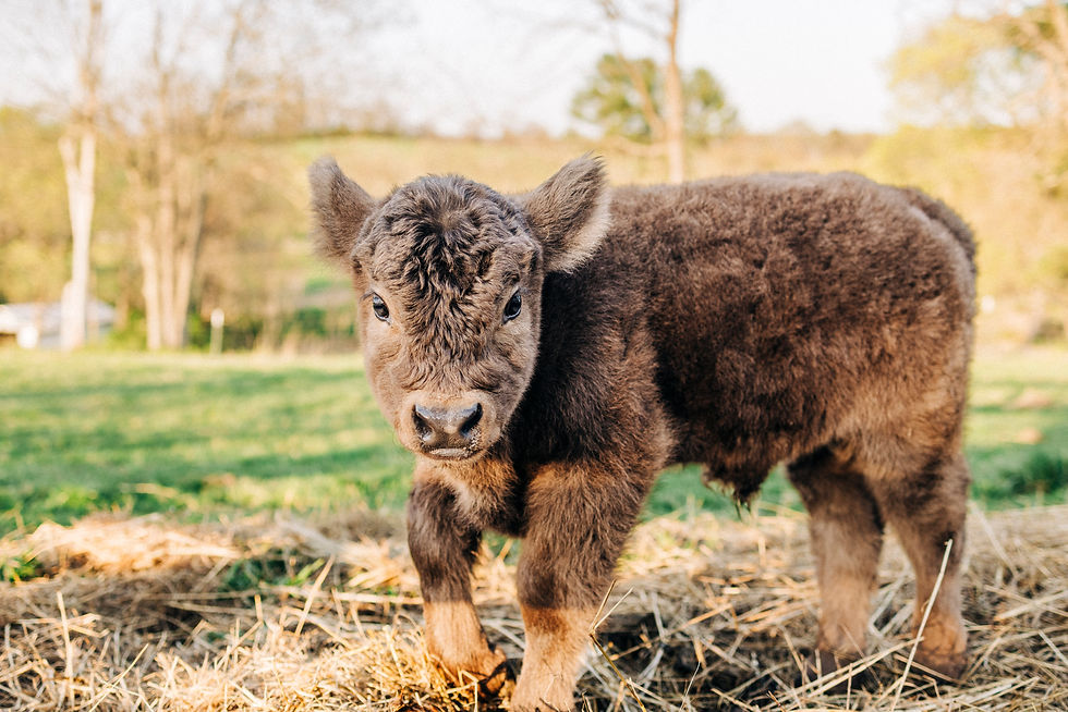s-a-schinsky-photography-scarlet-farms-waterford-virginia-highland-cow-family-session-on-t