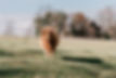 DeniseVanPhotography-ScarletSpringsMooey-61.jpg