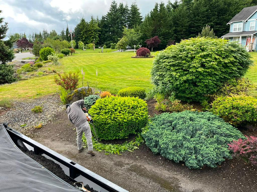 Professional landscaping services trimming garden shrubs.