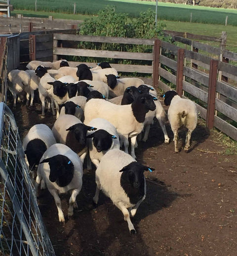 Sheep and Goat Livestock Exports