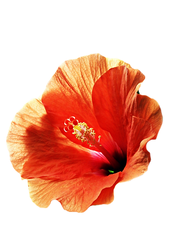 AEnB2UppCrTQUi7sZAC3oe1Wom8jI0IEztTodHUA