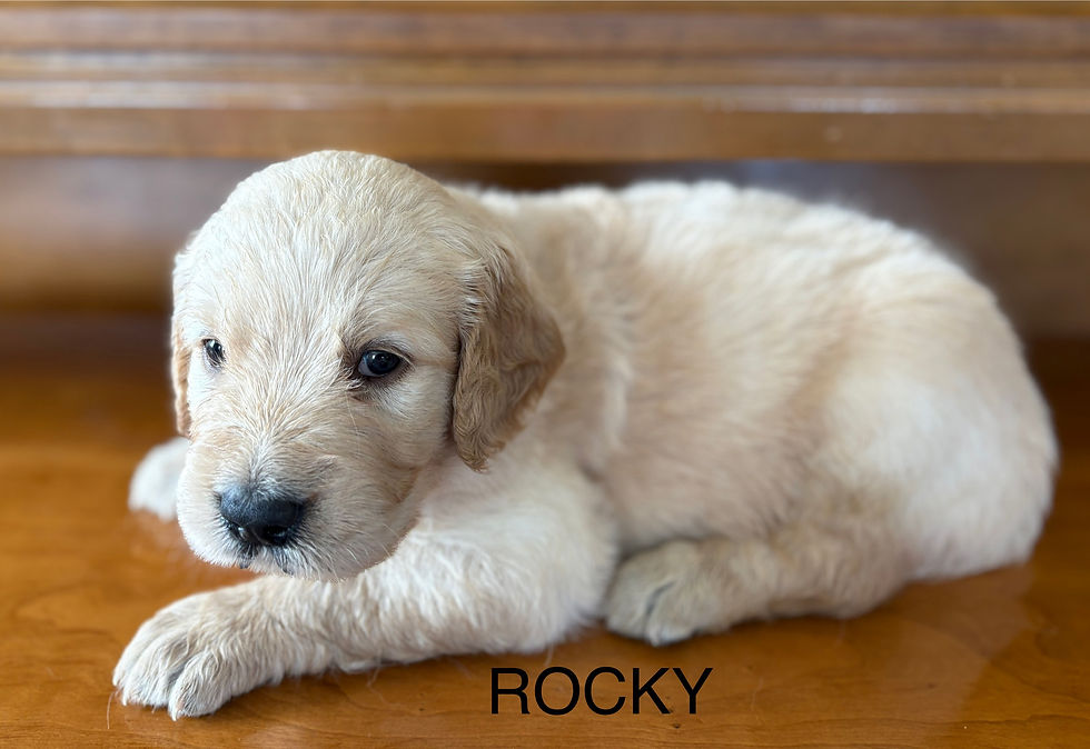 Rocky