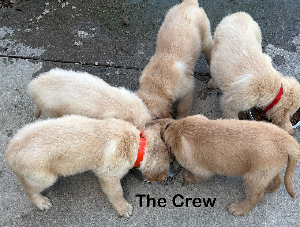 All pups