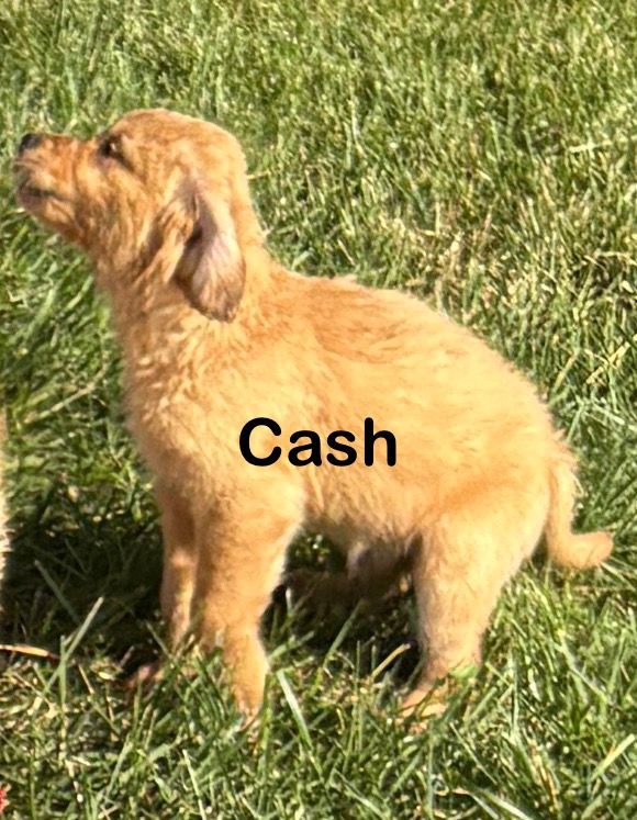 Cash