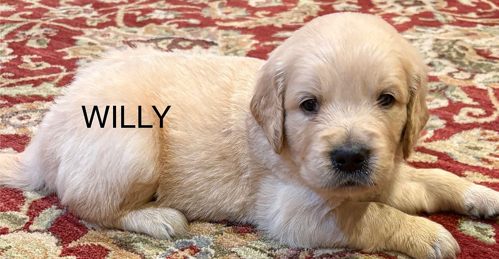 Willy