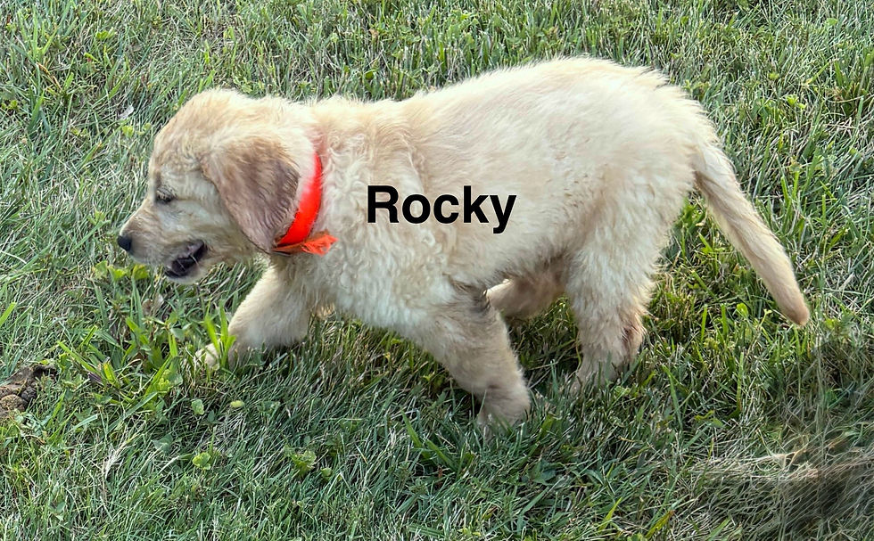 Rocky