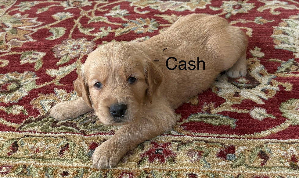 Cash