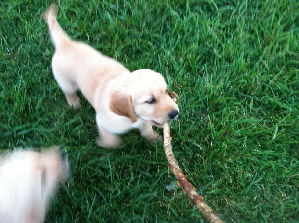 Rascal