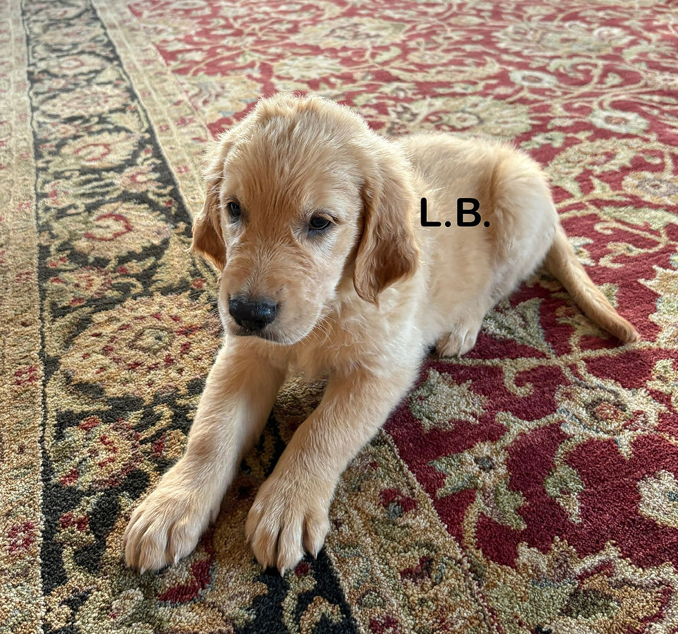 L.B.