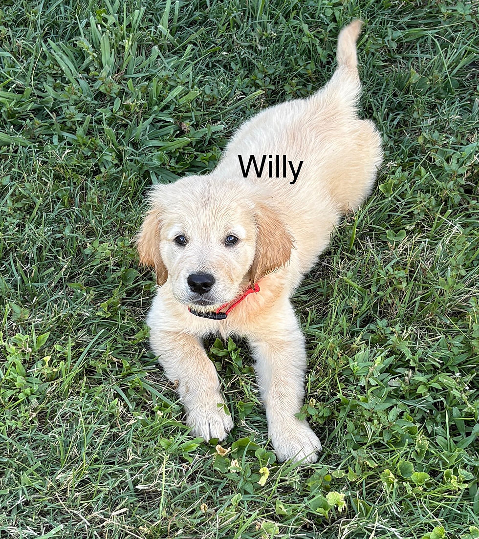 Willy