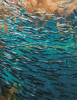 Pack of Fish