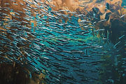 Pack of Fish
