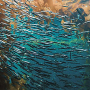 Pack of Fish