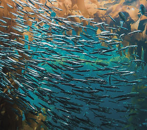 Pack of Fish