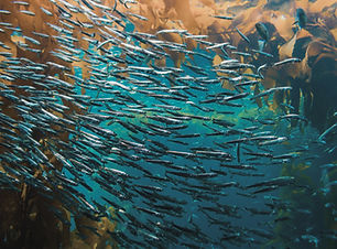 Pack of Fish