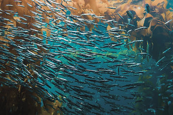 Banc de poissons sous-marins