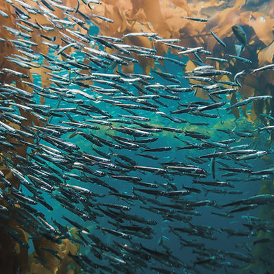 Pack of Fish