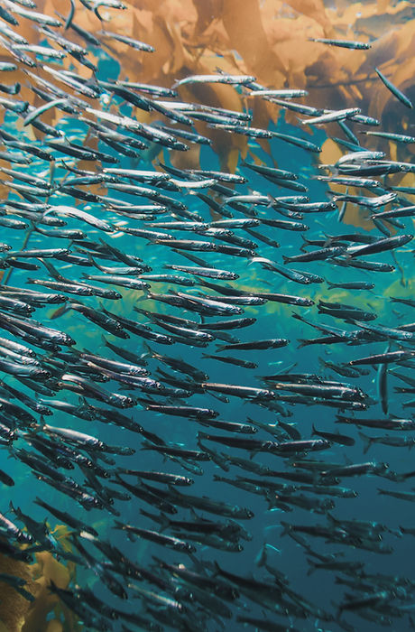 Pack of Fish