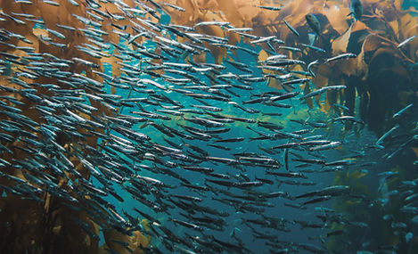 Pack of Fish