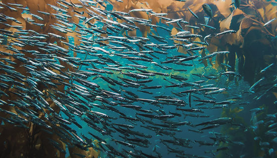 Pack of Fish