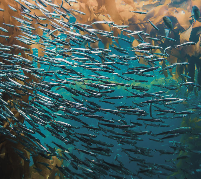 Underwater Fish School