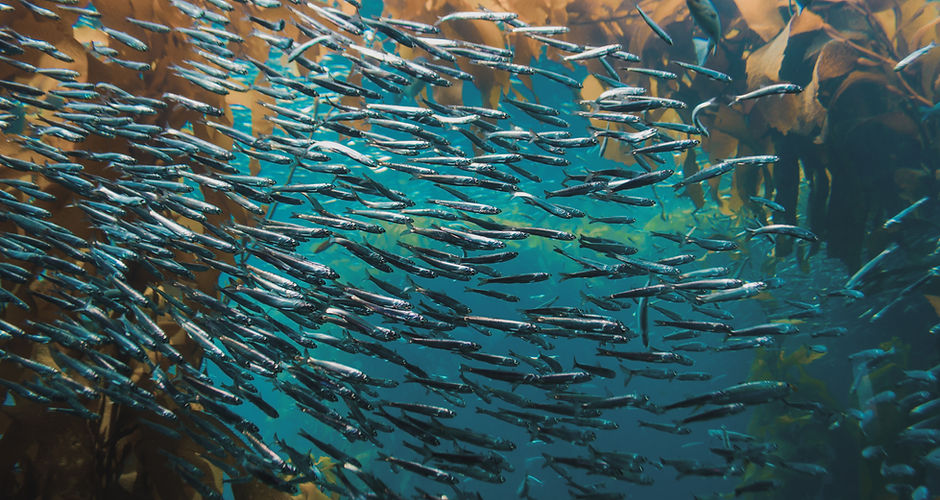 Pack of Fish