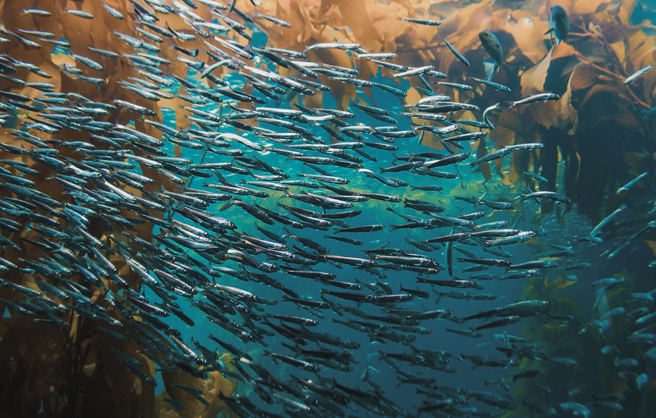 Pack of Fish