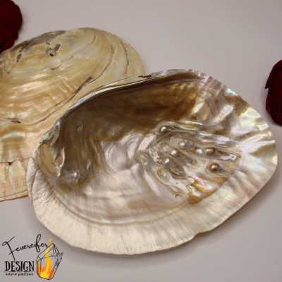 polierte Perlmuschel mit eingewachsenen Perlen