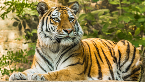 How Is Poaching Contributing To The Decline in Wild Tiger Populations?