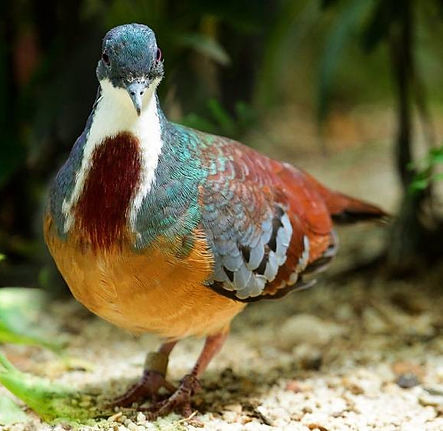 150222_bleedingheartdove_wildlifemandaigroup.jpg_itok=-Jg-DTvD.jpg