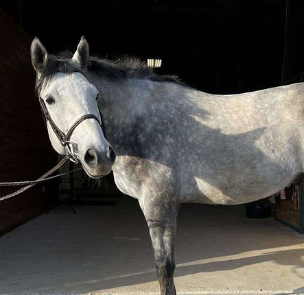 grey-thoroughbred-gelding_edited.jpg