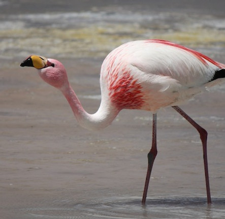 James-flamingo-picture1.jpg