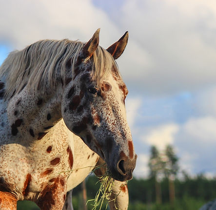 koń-appaloosa (5).jpeg