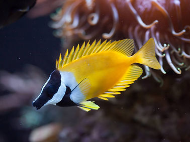 Foxface-Rabbitfish.jpg
