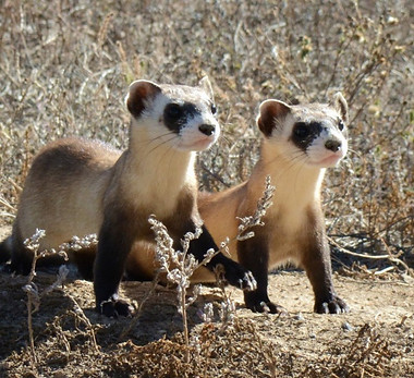 bff_co_fws_ryan_moehring_usfws_photo.jpg